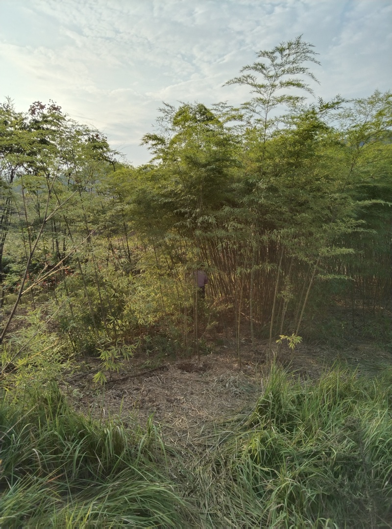 重庆毛竹苗（楠竹苗）大杯存活率高支持发快递现挖现发欢迎选购