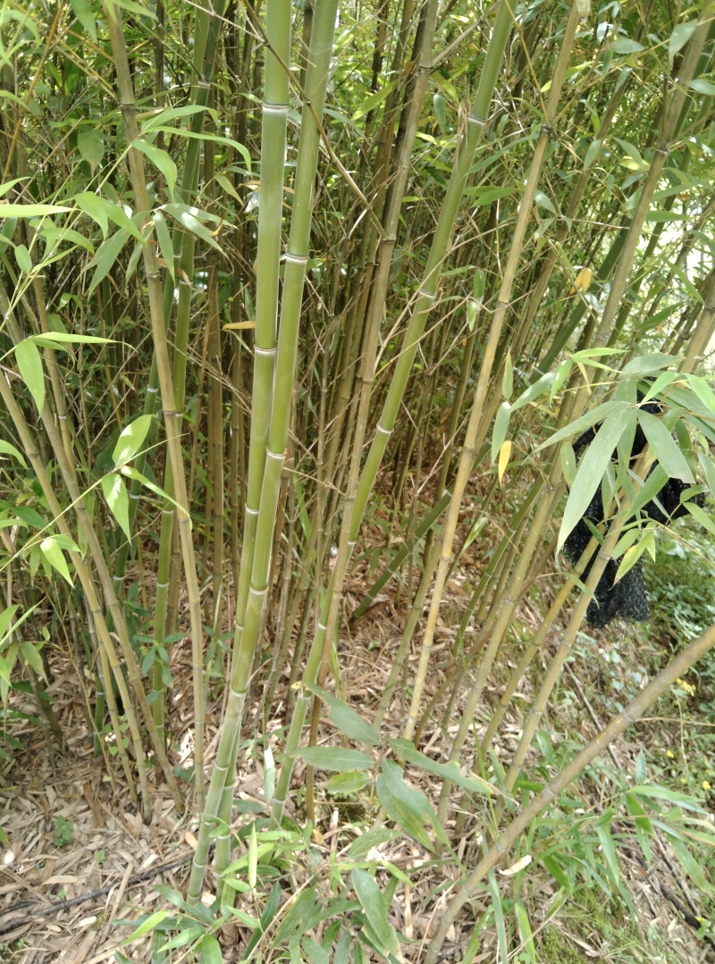 重庆毛竹苗（楠竹苗）大杯存活率高支持发快递现挖现发欢迎选购