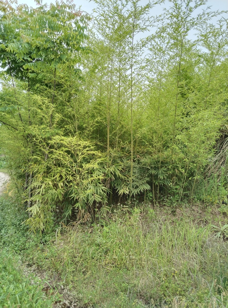 重庆毛竹苗（楠竹苗）大杯存活率高支持发快递现挖现发欢迎选购