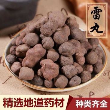 雷丸中药材精选野生雷丸雷实竹林子木连子竹苓雷矢