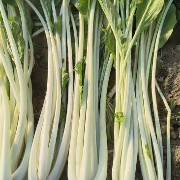高杆白
