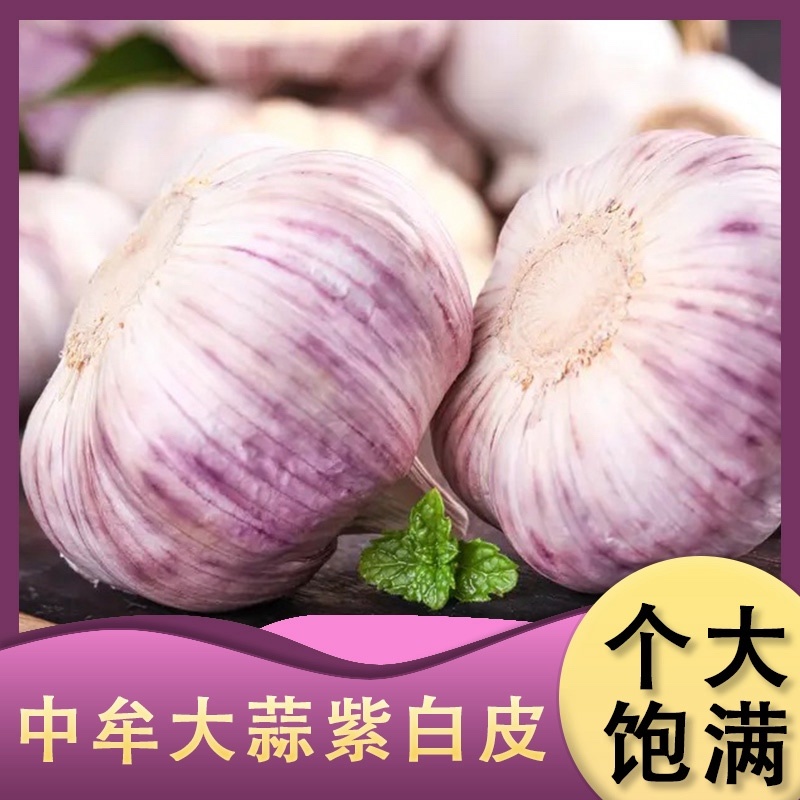 河南中牟大蒜一件代发一手货源