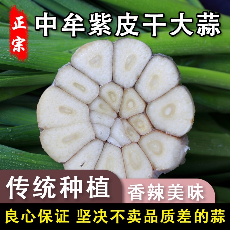河南中牟大蒜一件代发一手货源