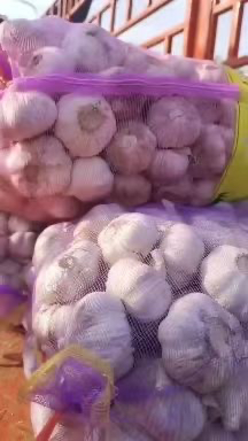 河南中牟大蒜一件代发一手货源