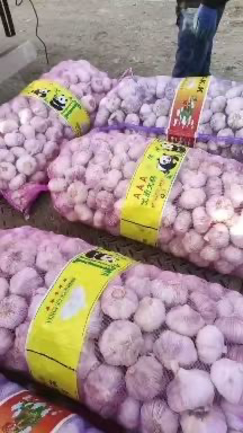 河南中牟大蒜一件代发一手货源