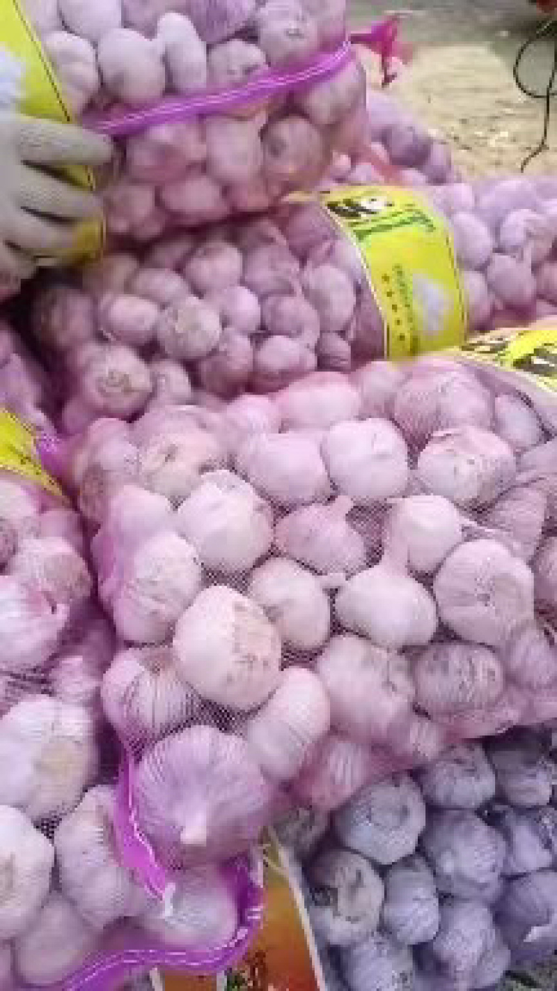 河南中牟大蒜一件代发一手货源