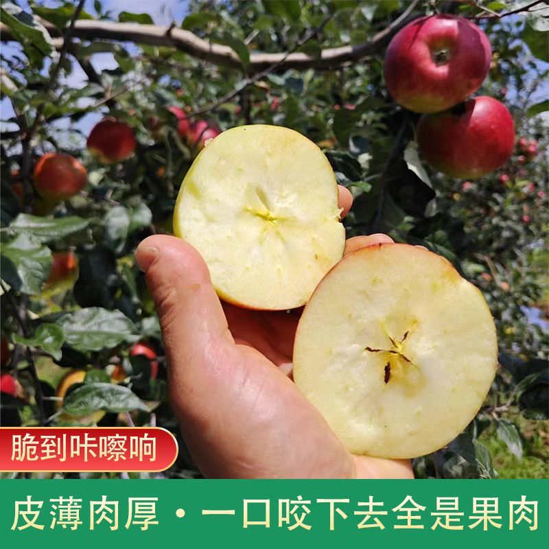 《精选》云南昭通华硕苹果基地直发对接全国保质保量一条龙