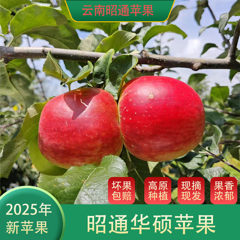 《精选》云南昭通华硕苹果基地直发对接全国保质保量一条龙