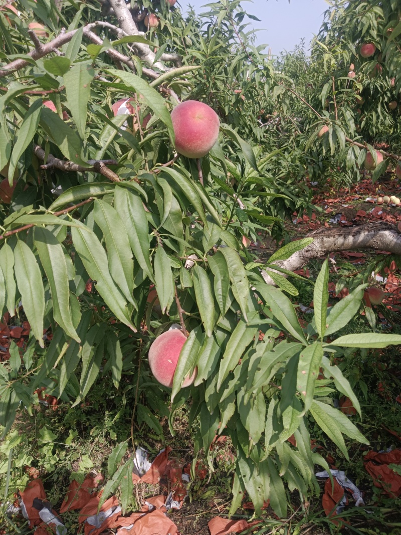 映霜红甜桃