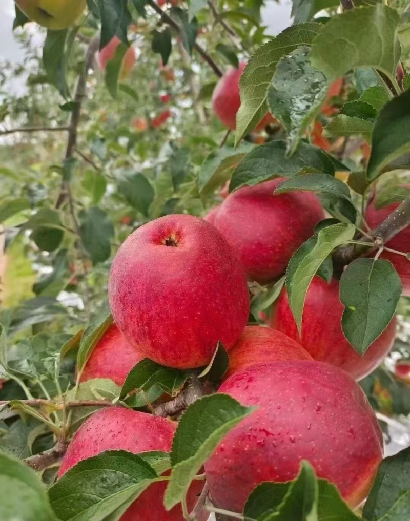 《红露苹果》云南昭通直发对接全国保质保量一条龙服务