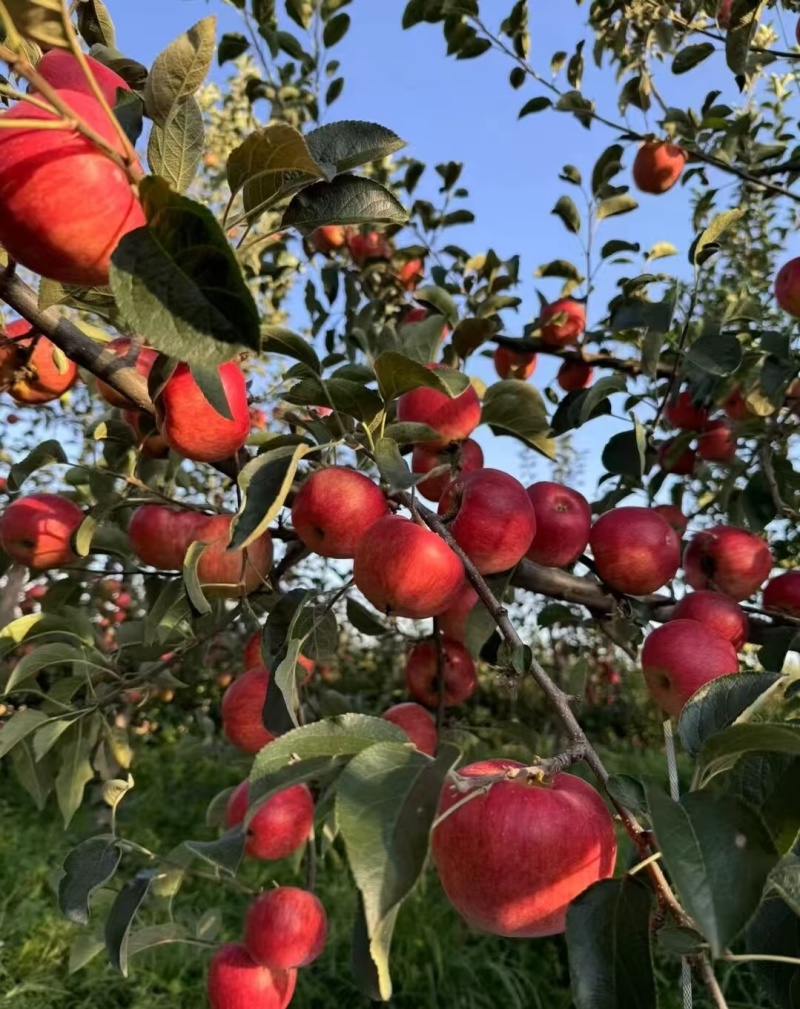《红露苹果》云南昭通直发对接全国保质保量一条龙服务