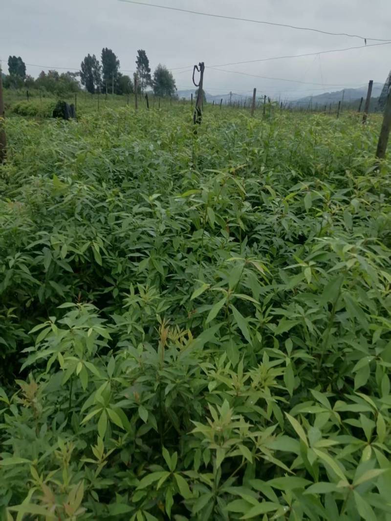 小叶桢楠，又称金丝楠木，古时**专用优质树木！