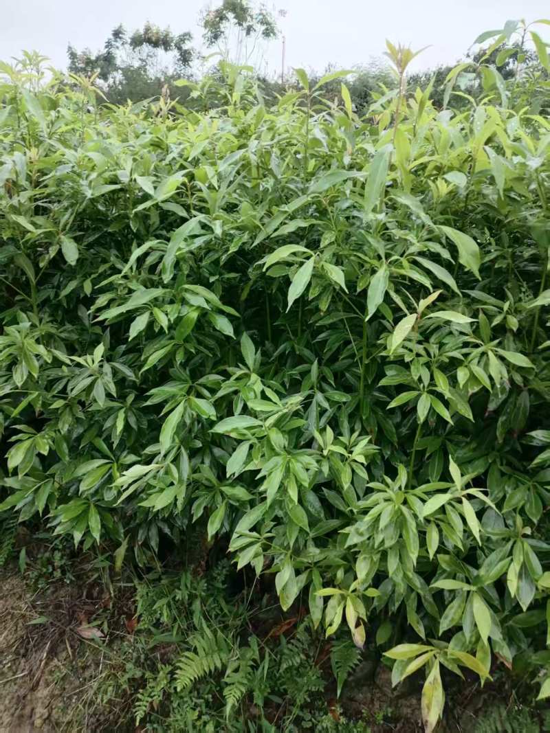 小叶桢楠，又称金丝楠木，古时**专用优质树木！