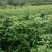 小叶桢楠，又称金丝楠木，古时**专用优质树木！