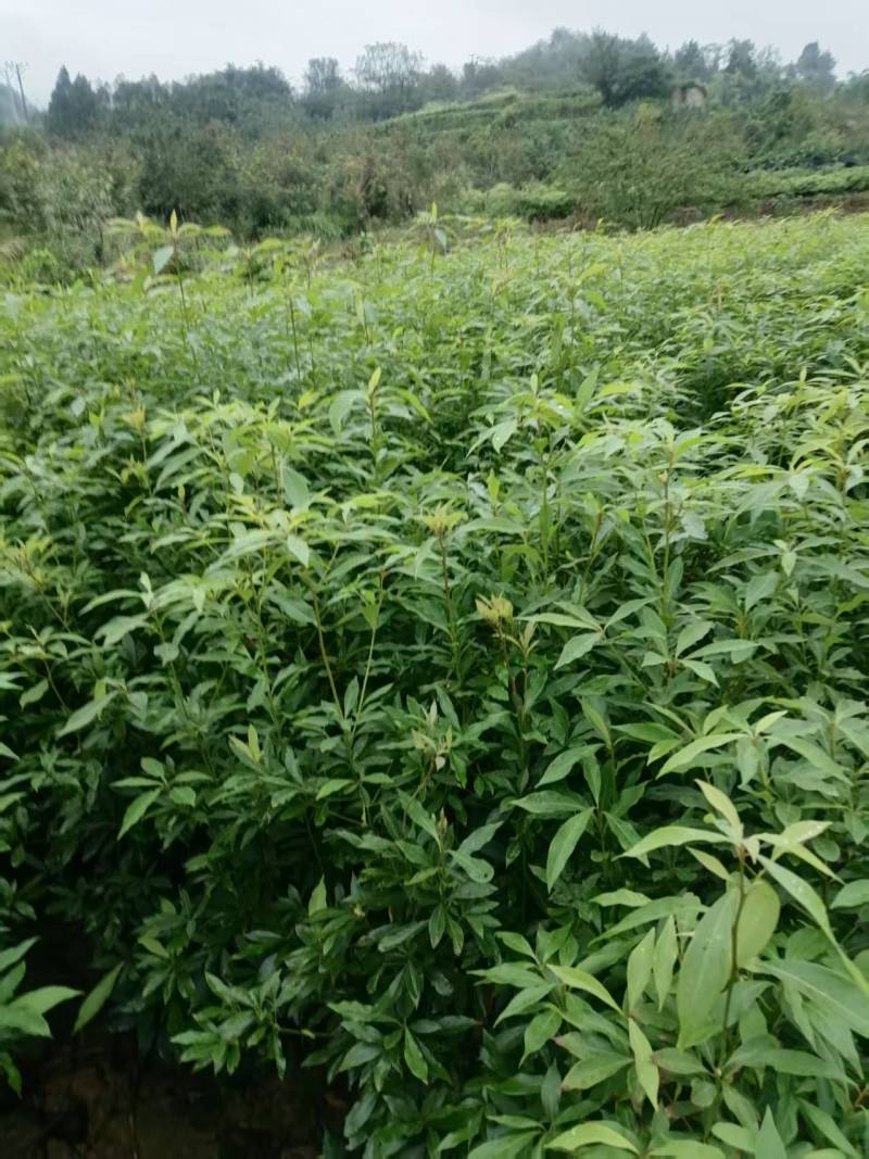 小叶桢楠，又称金丝楠木，古时**专用优质树木！
