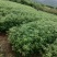 小叶桢楠，又称金丝楠木，古时**专用优质树木！