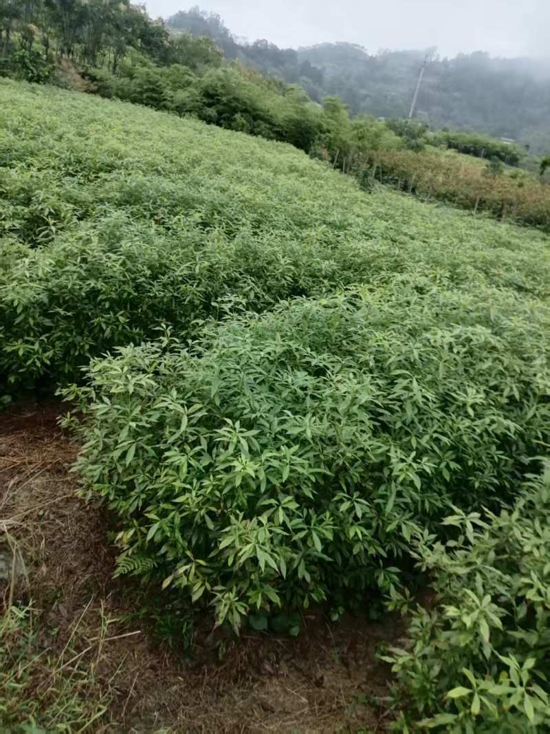小叶桢楠，又称金丝楠木，古时**专用优质树木！