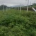 小叶桢楠，又称金丝楠木，古时**专用优质树木！