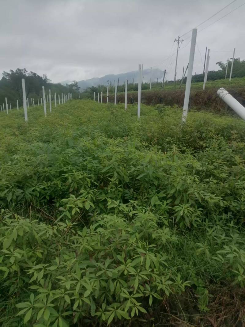 小叶桢楠，又称金丝楠木，古时**专用优质树木！