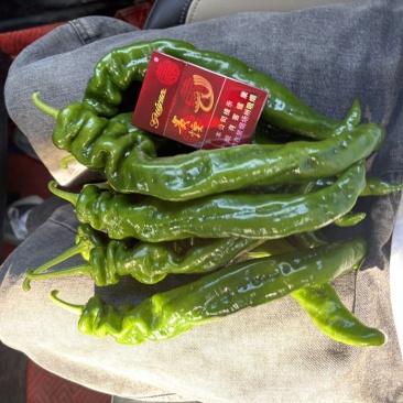贵州螺丝椒大量上市/精品辣椒螺丝椒产地发货对接全国各地