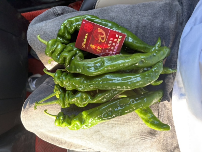 贵州螺丝椒大量上市/精品辣椒螺丝椒产地发货对接全国各地