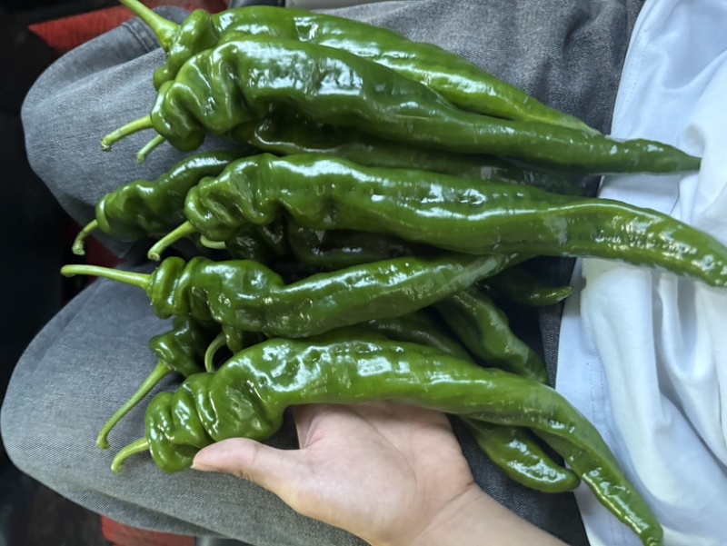 贵州螺丝椒大量上市/精品辣椒螺丝椒产地发货对接全国各地