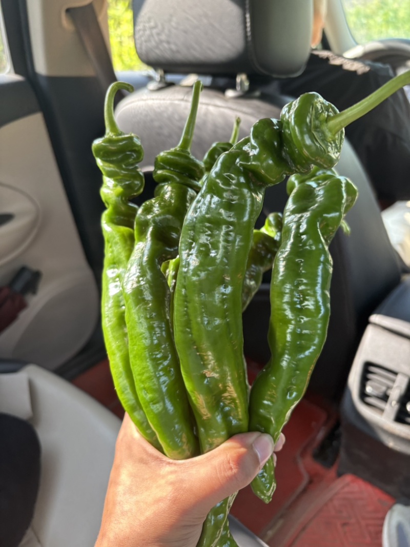 贵州螺丝椒大量上市/精品辣椒螺丝椒产地发货对接全国各地