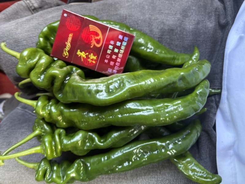 贵州螺丝椒大量上市/精品辣椒螺丝椒产地发货对接全国各地