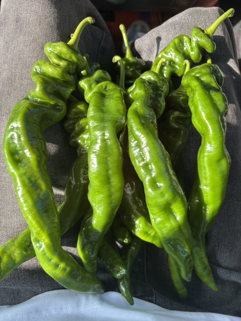 贵州螺丝椒大量上市/精品辣椒螺丝椒产地发货对接全国各地