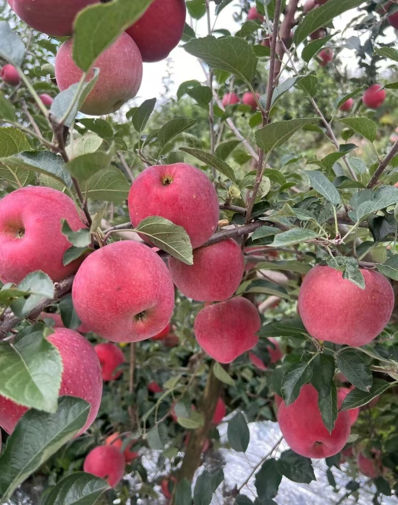 《昭通108》苹果基地直发对接商超团购电商一条龙服务