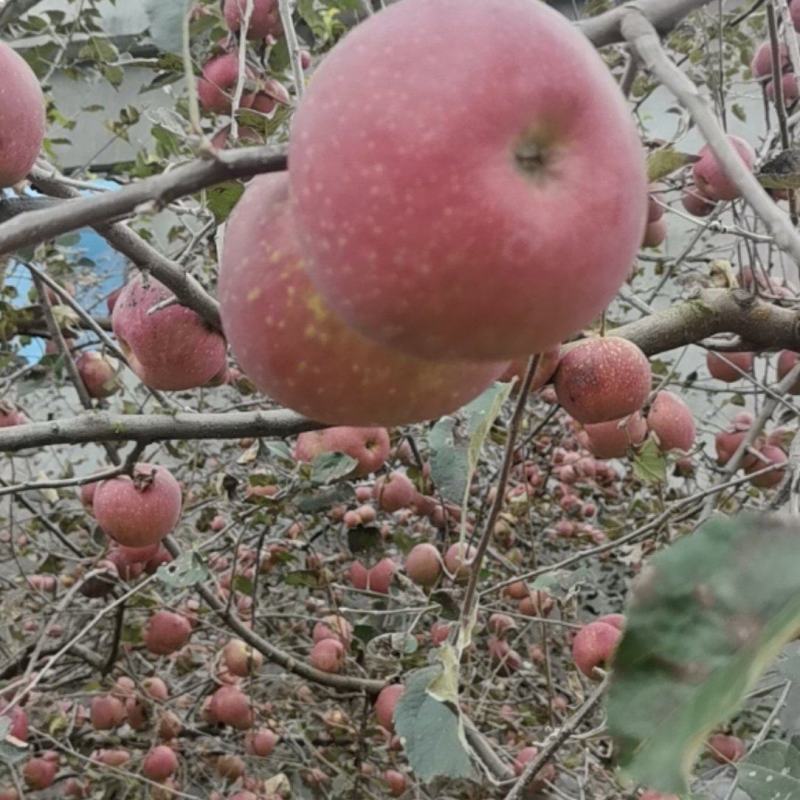 丑苹果糖心苹果