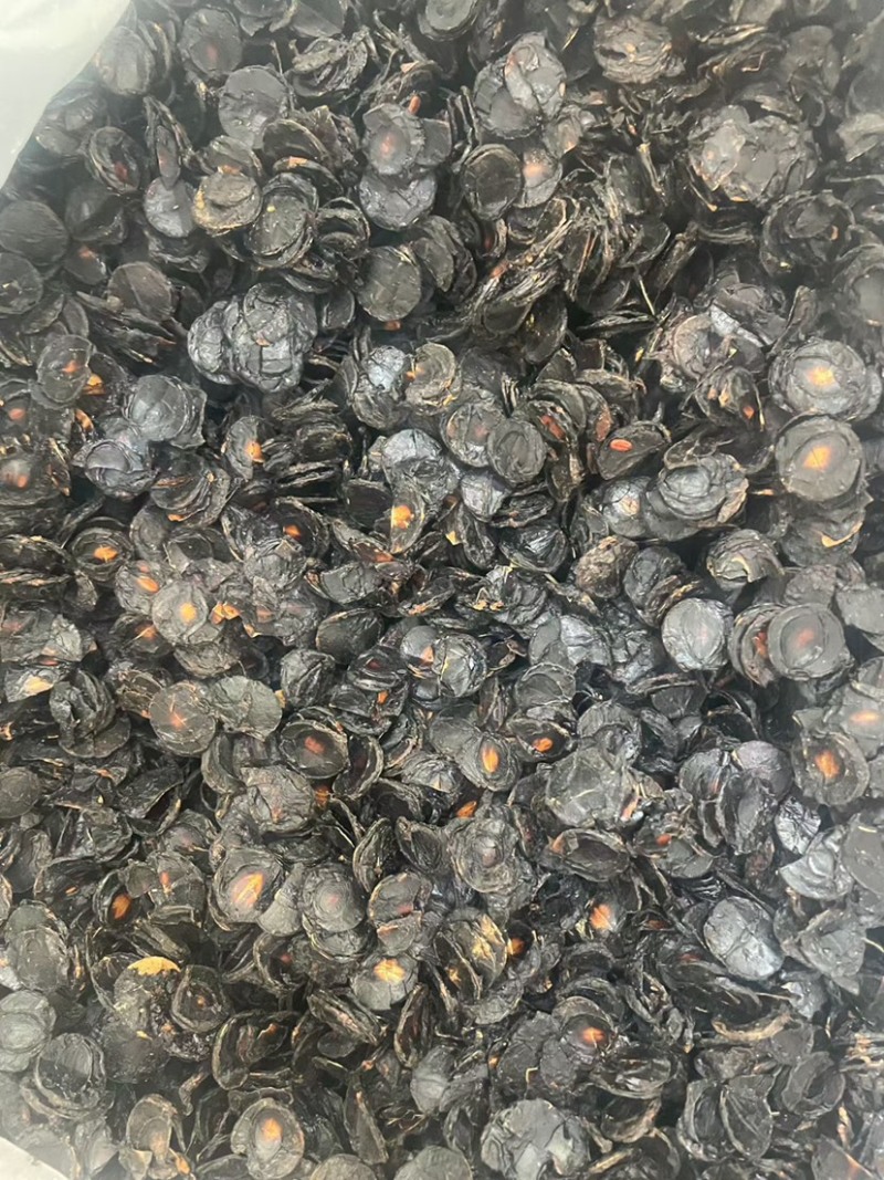 大解果肉批发大片完整腊肠果肉片便秘果肉代发足干无碎干净