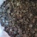 大解果肉批发大片完整腊肠果肉片便秘果肉代发足干无碎干净
