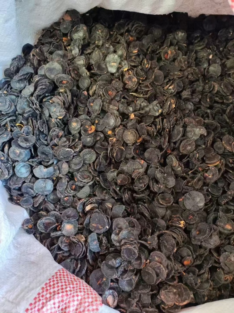 大解果肉批发大片完整腊肠果肉片便秘果肉代发足干无碎干净