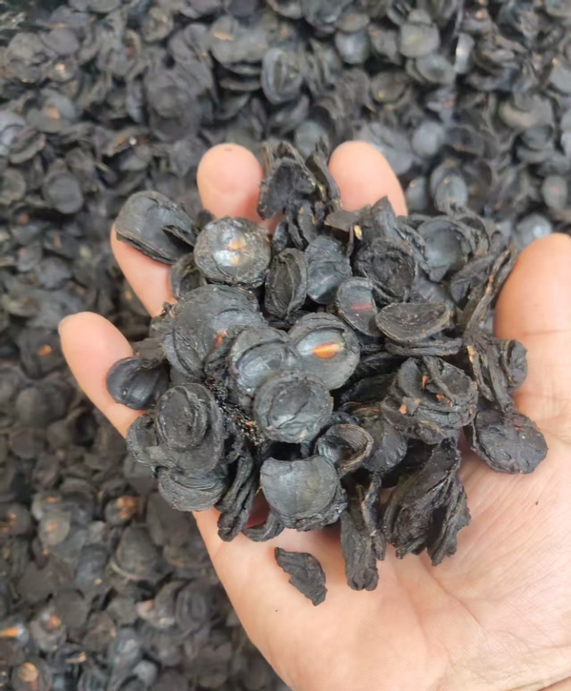 大解果肉批发大片完整腊肠果肉片便秘果肉代发足干无碎干净