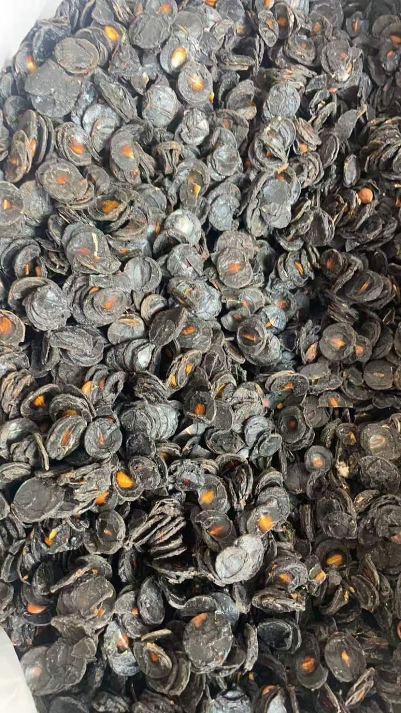大解果肉批发大片完整腊肠果肉片便秘果肉代发足干无碎干净