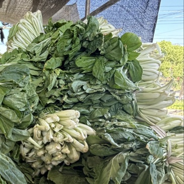 长梗白菜腌制白菜