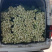 长梗白菜腌制白菜