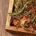 山蜜草冷背中药材，山蜜草茶别名长寿草正品无硫