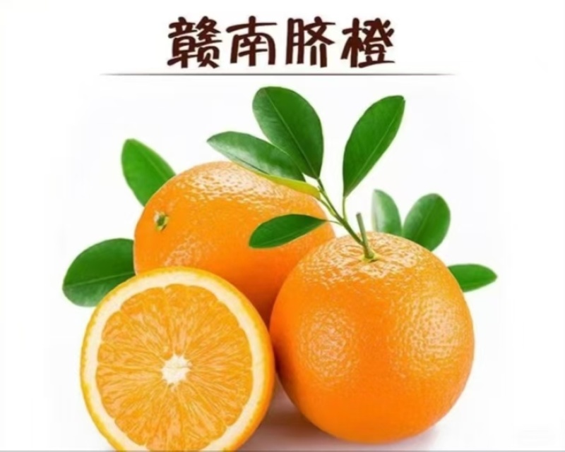 赣南脐橙（三百山）本地直发