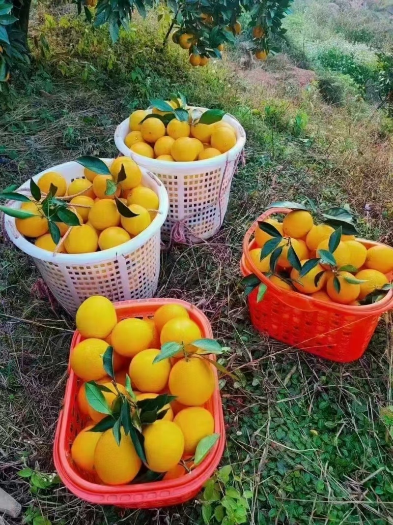 赣南脐橙（三百山）本地直发