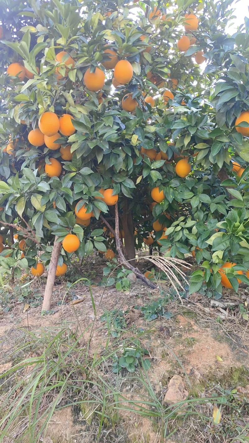 赣南脐橙（三百山）本地直发