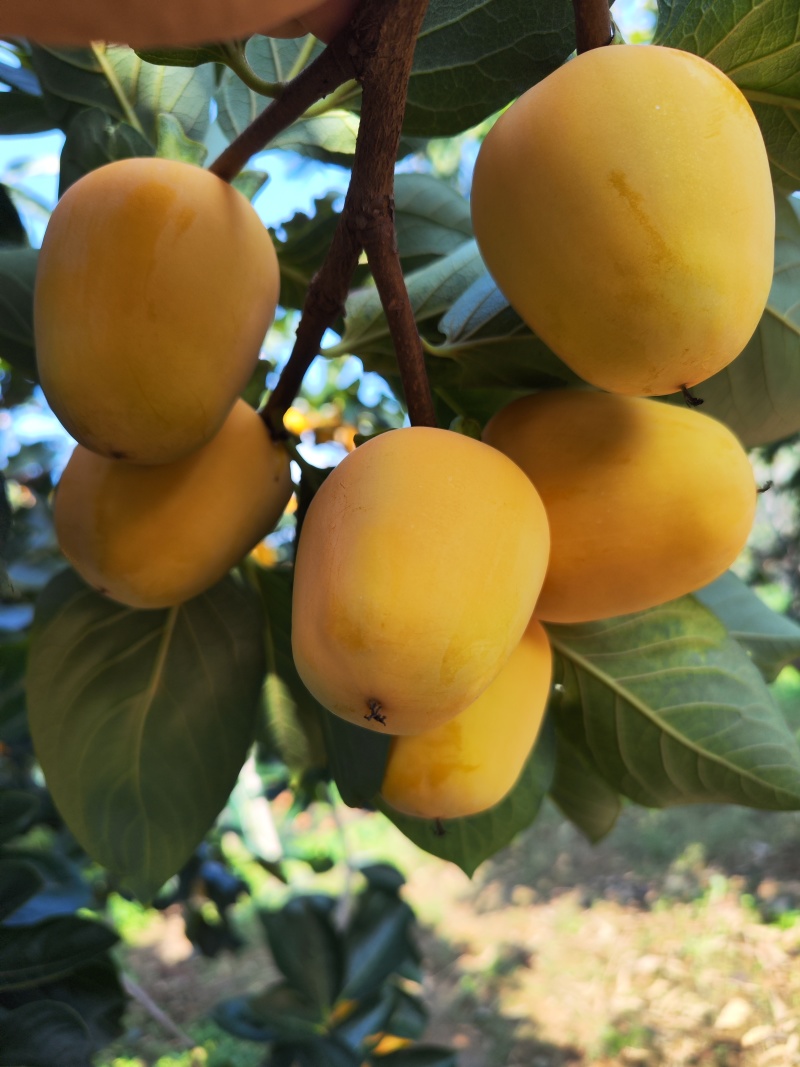 牛心柿子大量上市，金黄色，果面干净