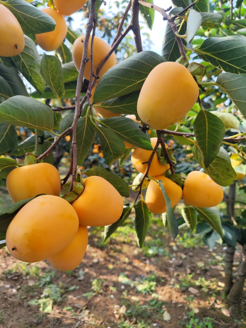 牛心柿子大量上市，金黄色，果面干净
