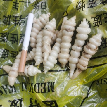 宁夏沙地精品螺丝菜