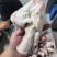 猪拐筋