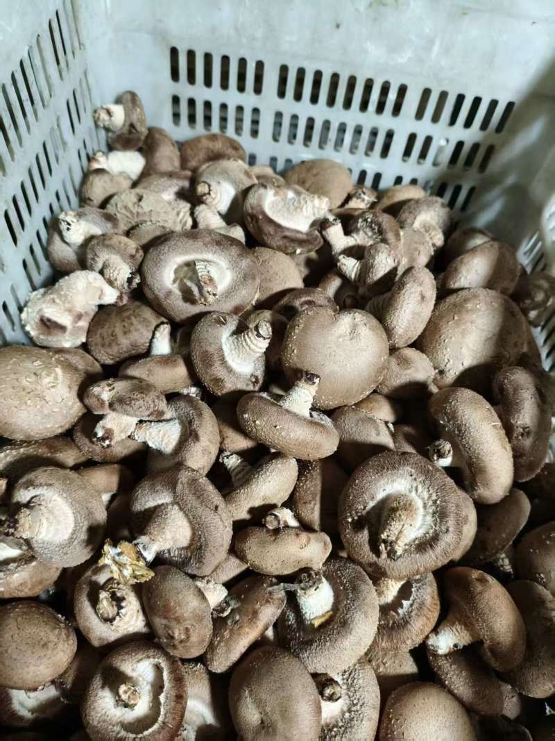 鲜香菇产地直销