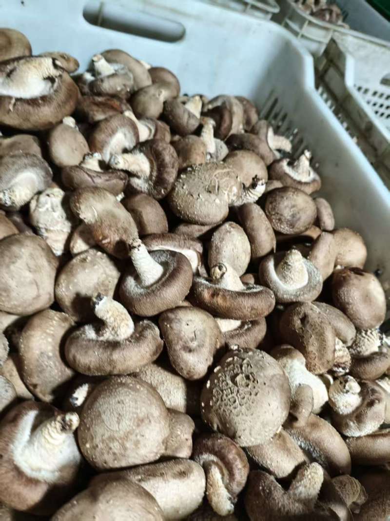 鲜香菇产地直销