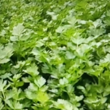 南阳西芹菜苗基地直发诚信合作欢迎客户来电咨询