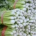 南阳西芹菜苗基地直发诚信合作欢迎客户来电咨询